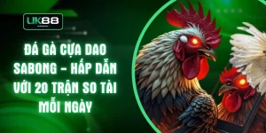 Đá Gà Cựa Dao Sabong - Hấp Dẫn Với 20 Trận So Tài Mỗi Ngày