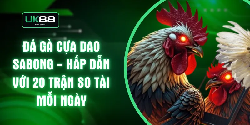 Đá Gà Cựa Dao Sabong - Hấp Dẫn Với 20 Trận So Tài Mỗi Ngày