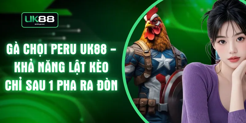 Gà Chọi Peru UK88 - Khả Năng Lật Kèo Chỉ Sau 1 Pha Ra Đòn