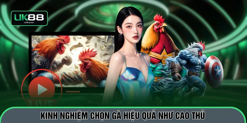 Kinh nghiệm chọn gà hiệu quả như cao thủ