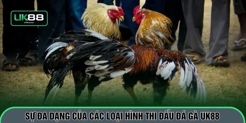Sự đa dạng của các loại hình thi đấu đá gà UK88