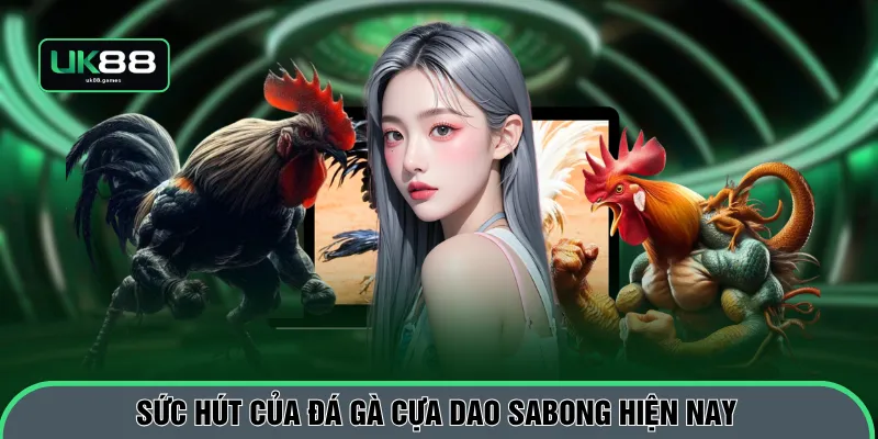 Sức hút của đá gà cựa dao Sabong hiện nay